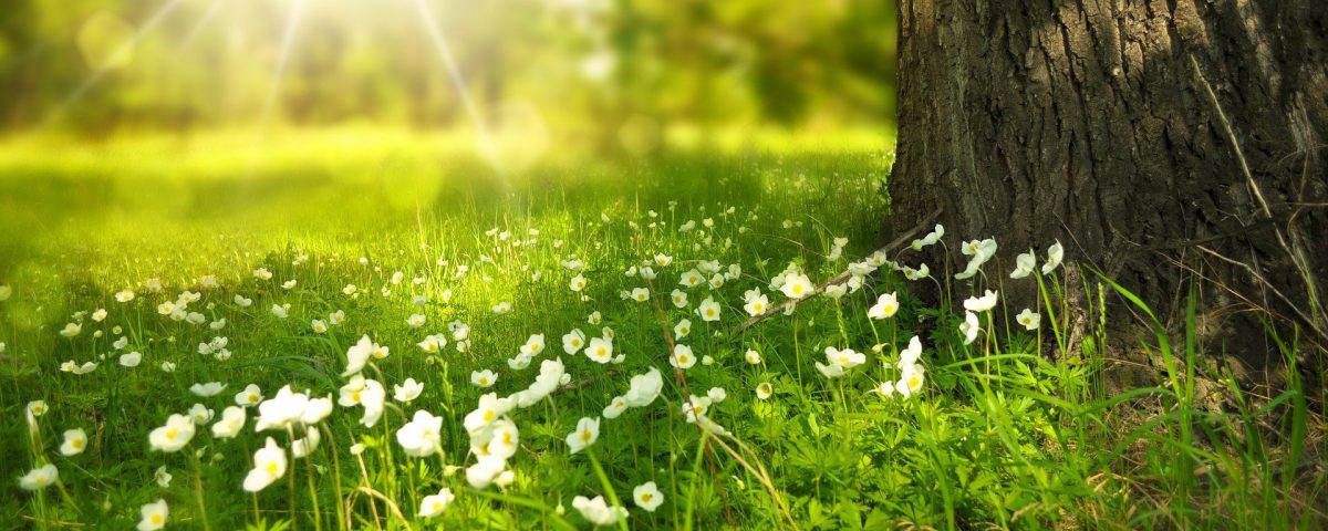 všímavosť k prírode mindfulness