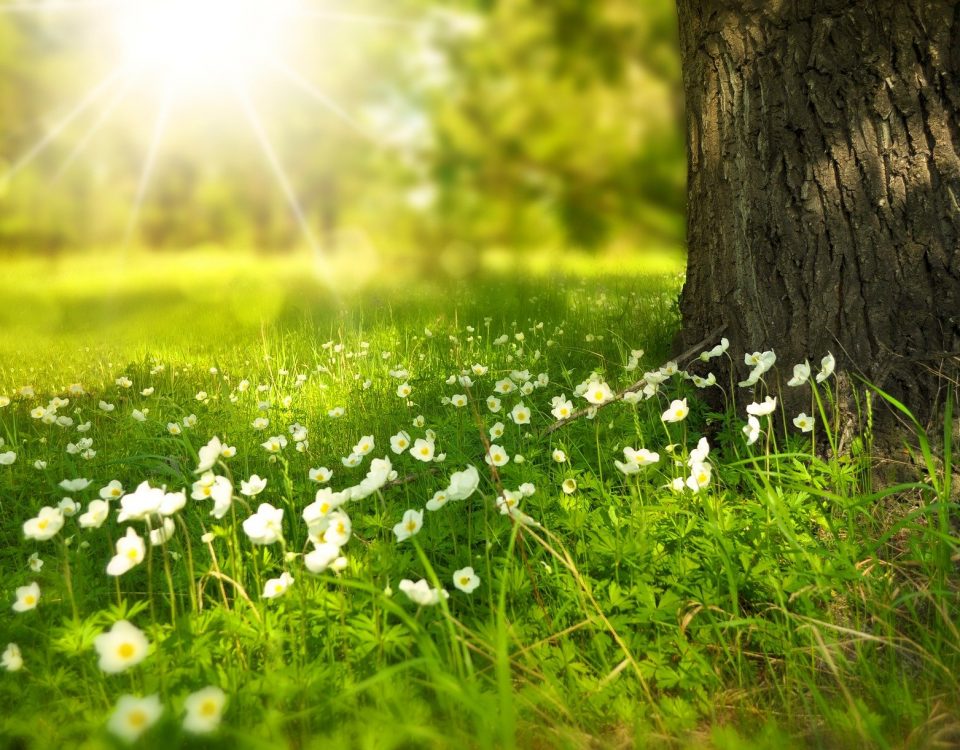 všímavosť k prírode mindfulness
